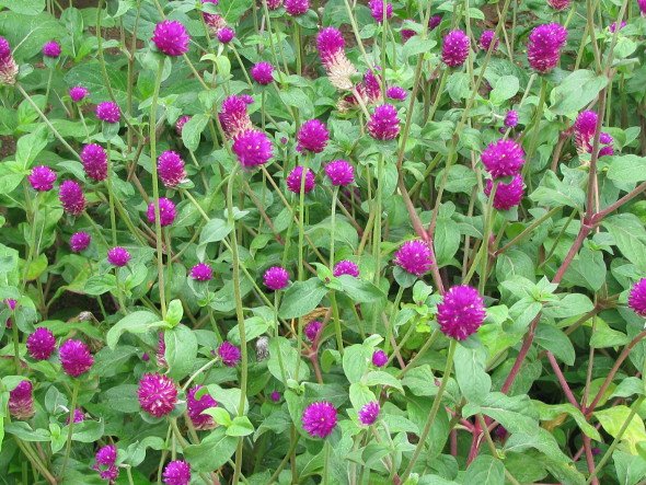 BizbillaB2B's tweet photo. #B2B_Service
#Vaadamalli of #PRASANNA_NURSERY_GARDEN listed in https://t.co/kQ6oUBLXfK
<> https://t.co/MDyUyAavpa https://t.co/XxOnUumC1T