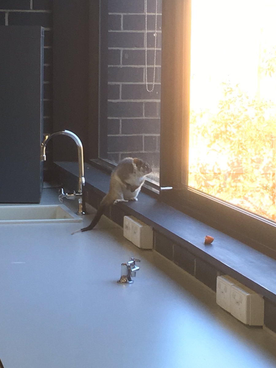 alipinkbean's tweet photo. There is a possum in the science department at my work 😳💕 #kawaii #possum #cute https://t.co/d1GyCD4sj8