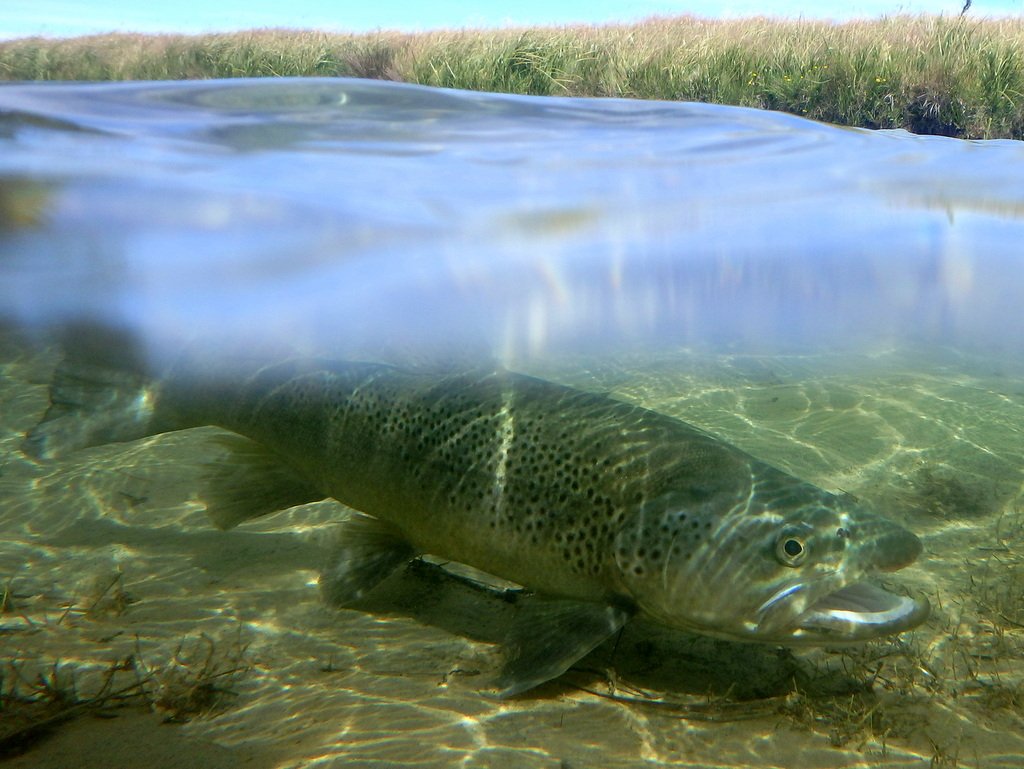A solid trout slipped back from today <a href="/WildTroutTrust/">The Wild Trout Trust</a> #NZ #flyfishing