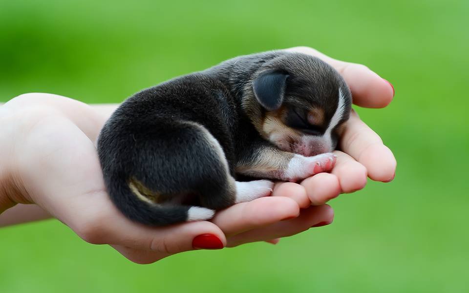 BestDog_Food's tweet photo. Handful of Love!
#Freshpet #Dogs #doglovers https://t.co/3nT7C3MVK7
