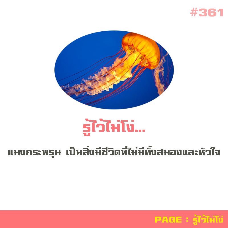 ffaiia's tweet photo. อยากเป็น "แมงกระพรุน" เผื่อจะเจ็บน้อยลง. #กูจะไม่ยอมเห็นรูปนี้คนเดียว https://t.co/lmEpO9gDMf