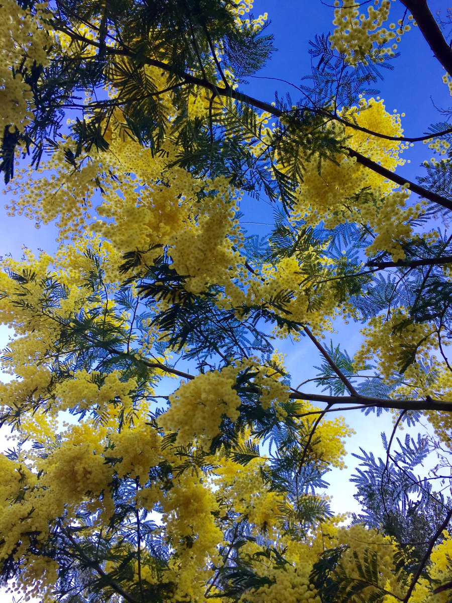 puercopato's tweet photo. Mimosas en flor #ruralismo #collserola https://t.co/HAKsqOfggw
