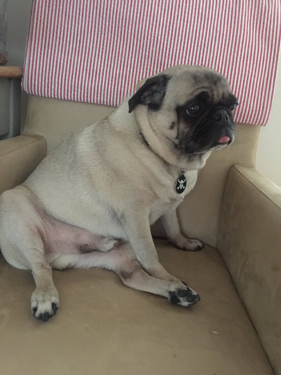 WoofWellington's tweet image. Happy baby #tongueouttuesday #justapeak