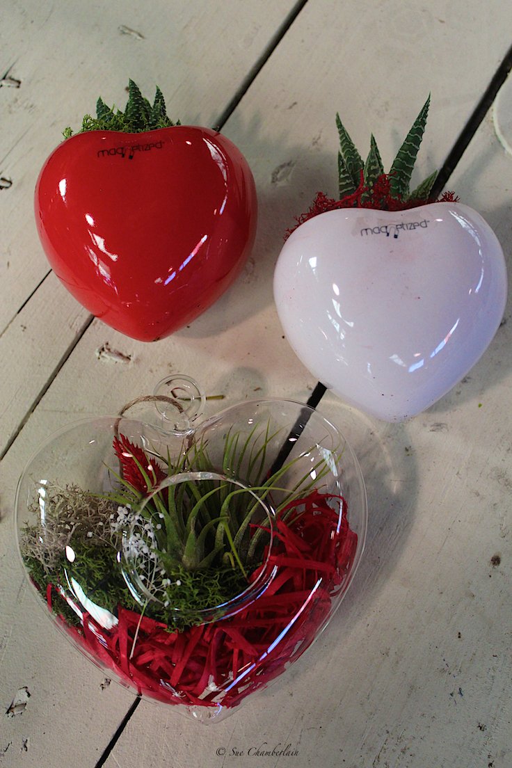 The Barn Nursery On Twitter Eco Friendly Valentine Succulent