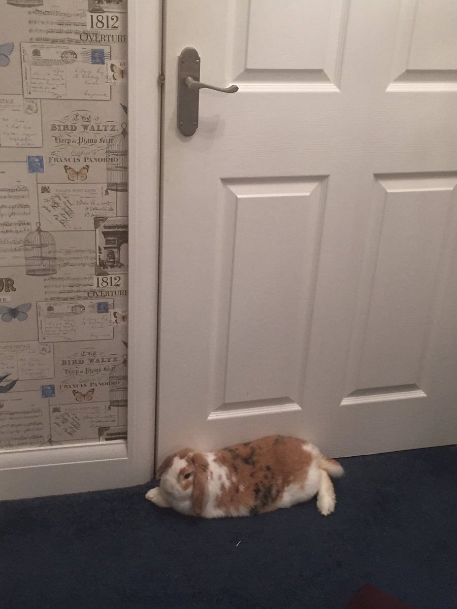 Beth0livia's tweet photo. #guardbunny #housebunny #GiantPets @itvthismorning @myhouserabbit @Houserabbit https://t.co/Ew5dwn5Wy1