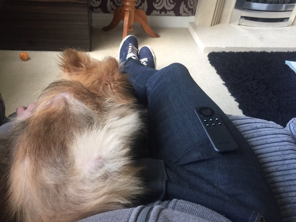 bigdikky5's tweet photo. Days off from now lol!!! #gfspuppy #pomeranian #Amazon #ladsdayin https://t.co/N9OSyr6Ve8