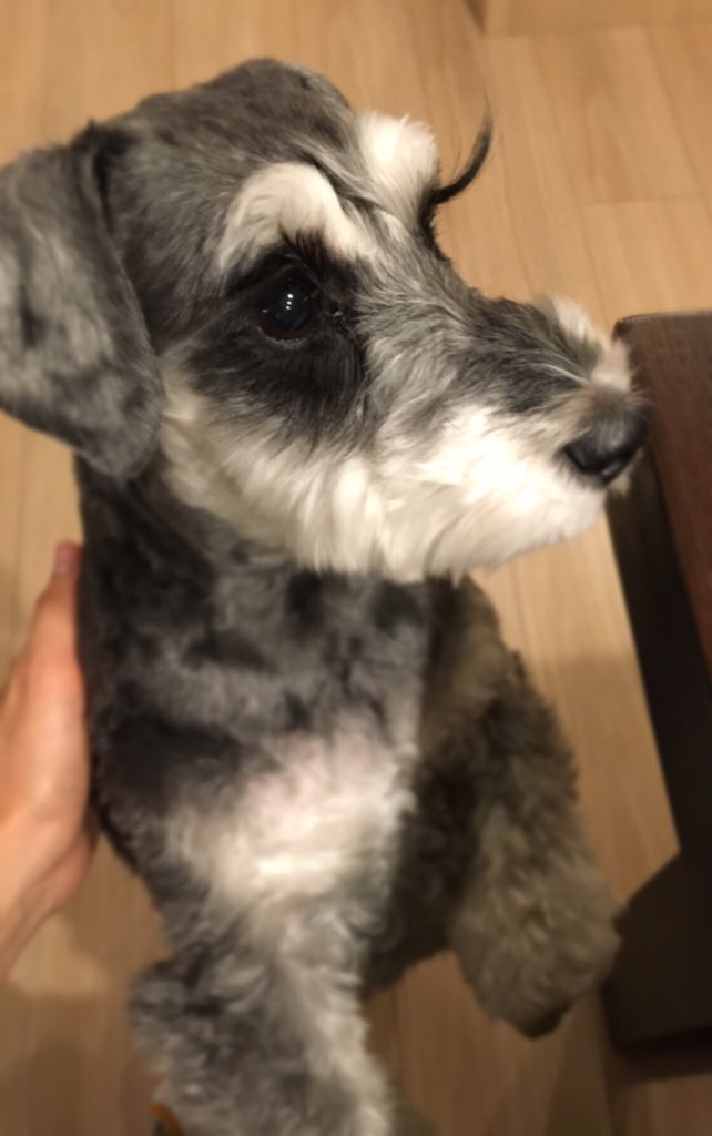 石田絵里奈 Twitterissa このまつ毛がたまりません ミニチュアシュナウザー T Co F4y9ow7ezh