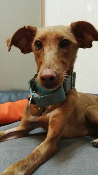 proteSegovia's tweet photo. #CosasQueMeEnojanMucho Los desalmados que abandonan a su mejor amigo #adopta UXÍA https://t.co/4pwdBZzNzh https://t.co/0qLRseJ1fY
