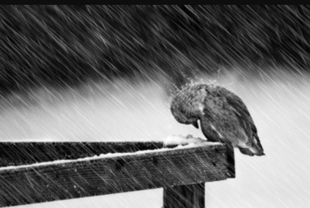 الأكيد اني فقدتك من زمان مثل عصفورٍ فقد معنى الشجر يوم حس انه لقى فيك الأمان أرعبه في زحمتك صوت المطر !