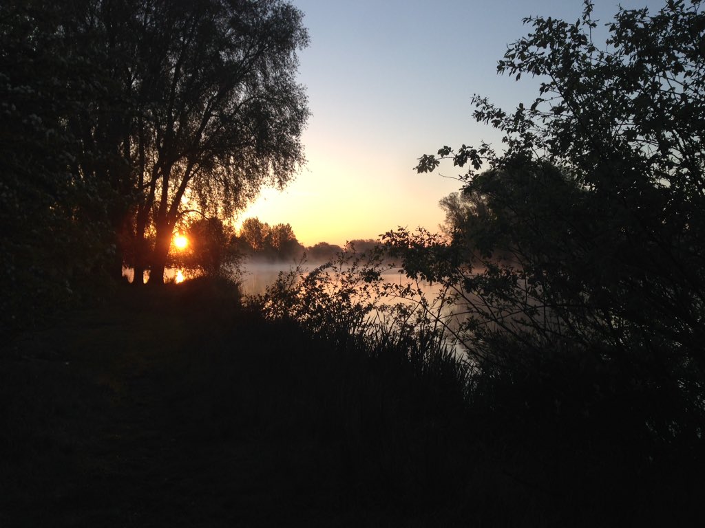 KnightyJoe's tweet image. Golden morning for a Golden common😄