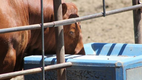 Water Requirements for Beef Cattle goo.gl/hIWfny