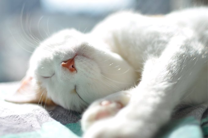 Japan's 25 most popular cat names | SoraNews24 -Japan News-