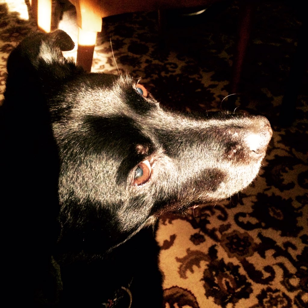 SarahLPerlin's tweet photo. Found her light! #unofficialmascot #MadamSecretary #glowing #sunlight #timeforatan @TheTeaLeoni https://t.co/vAll1YUzIQ
