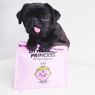 Joy_PhotoCam's tweet photo. Can't deal with @sukiandthecity, too cute👏🏻 #pug #pugsofinstagram #pr #bwpr #dog https://t.co/ytMeVuHb9c https://t.co/qRQ8wKDtiS