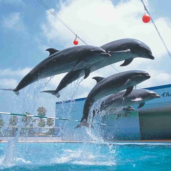 dolphinangels1's tweet photo. #dontbuyaticket to #MinamichitaBeachLand Utsumi Aichi: Torture &amp; Death &amp; Slavery to entertain U #dolphinangels RT https://t.co/Re7wdBKUL7