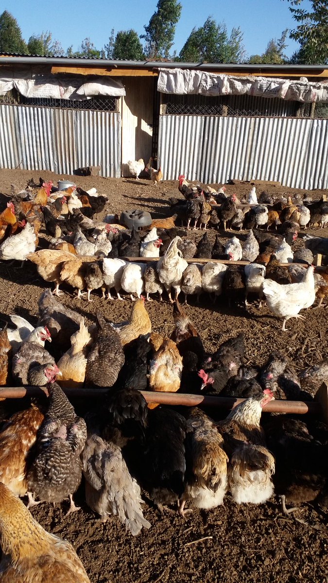 Curtesy of Ngata Agribusiness Centre