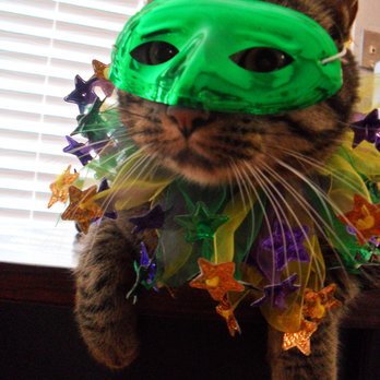 This cat's humans spent part of #FatTuesday getting medical care.