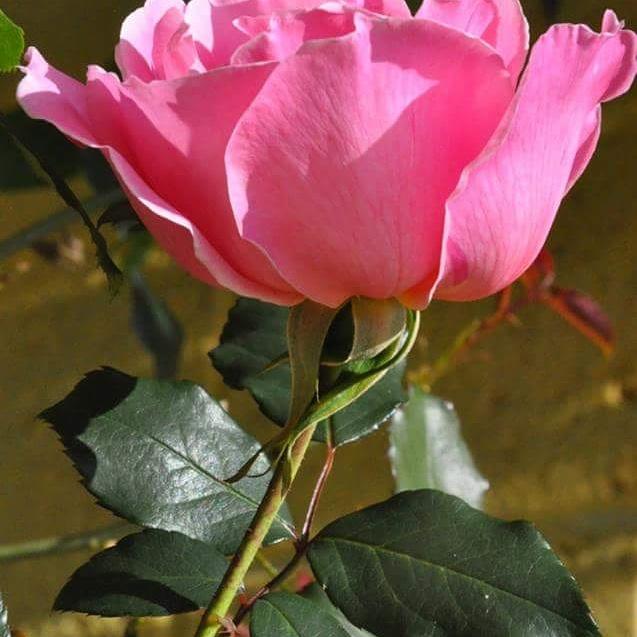 gaid soufian (@gaid_soufian) on Twitter photo 