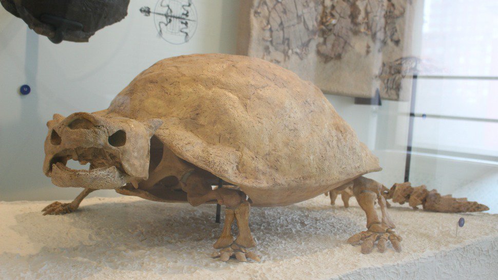 Turtle From Ice Age Informacionpublica Svet Gob Gt Cay9woJWAAAB3va
