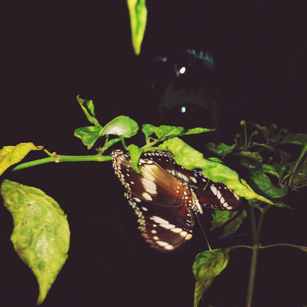 YoPramudita's tweet photo. Butterfly late afternoon https://t.co/d3PPfME14p