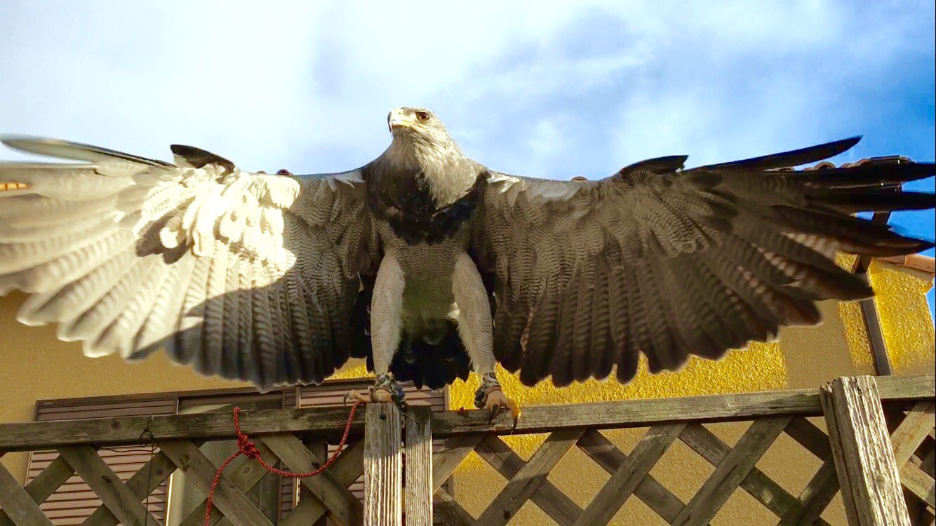 荒鷲仮面 Twitter પર ワシノスリの大きい翼 鷹匠 猛禽類 空 翼 鳥好き 鳥好きと繋がりたい 鷹 ワシノスリ T Co Lptncsxefp Twitter