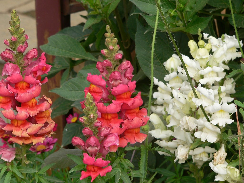 chilkathaiku's tweet photo. Tubercularize
the chaparral snapdragon
septennially.
#strikeplate ღ https://t.co/YMgWOmQ1gI