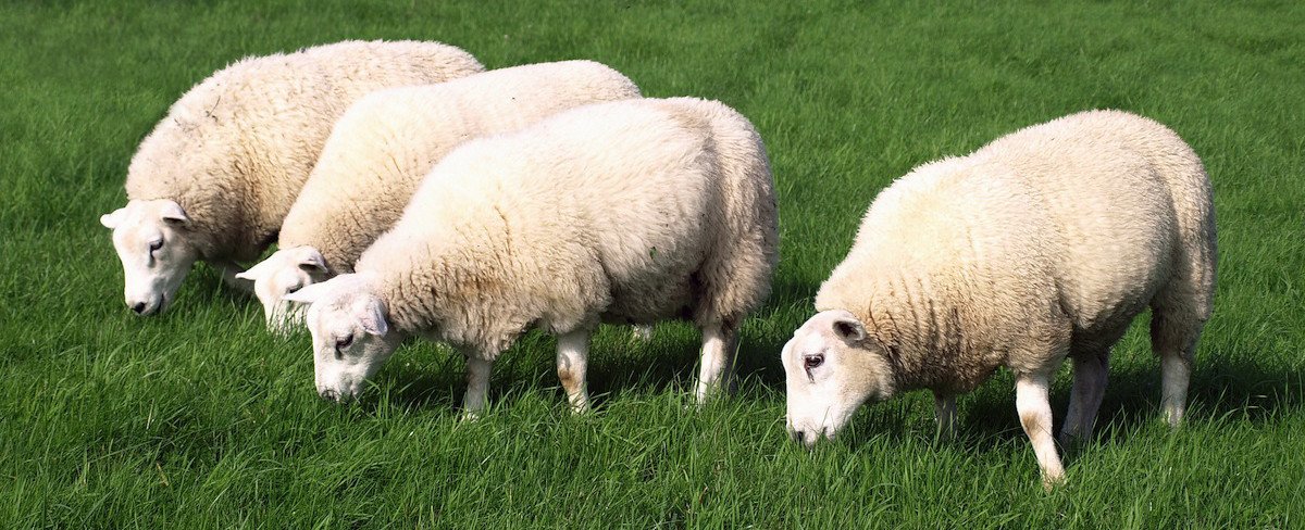 VegetologyUK's tweet photo. Did you know that lanolin is from sheep's wool? https://t.co/Idx24VtZiZ @vitashine is 100% sheep-friendly! 🐑 #Vegan https://t.co/kFscXHfOo0