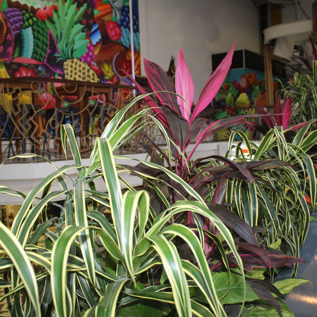 MercadoPDC's tweet photo. Permite que la naturaleza te enseñe la tranquilidad.

#PlayaDelCarmen #Mercado #Gastronomia #Food #Sun #FoodHall https://t.co/WaQTk5O7kF