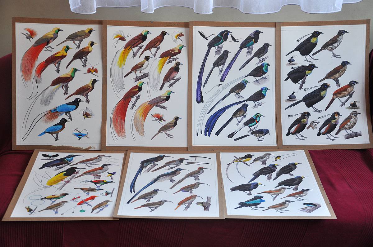 kokayart's tweet photo. The 7 Bird of Paradise plates I've painted for the new edition of 'Birds of New Guinea'. It was fun to paint them. https://t.co/KMyRSe1NEd