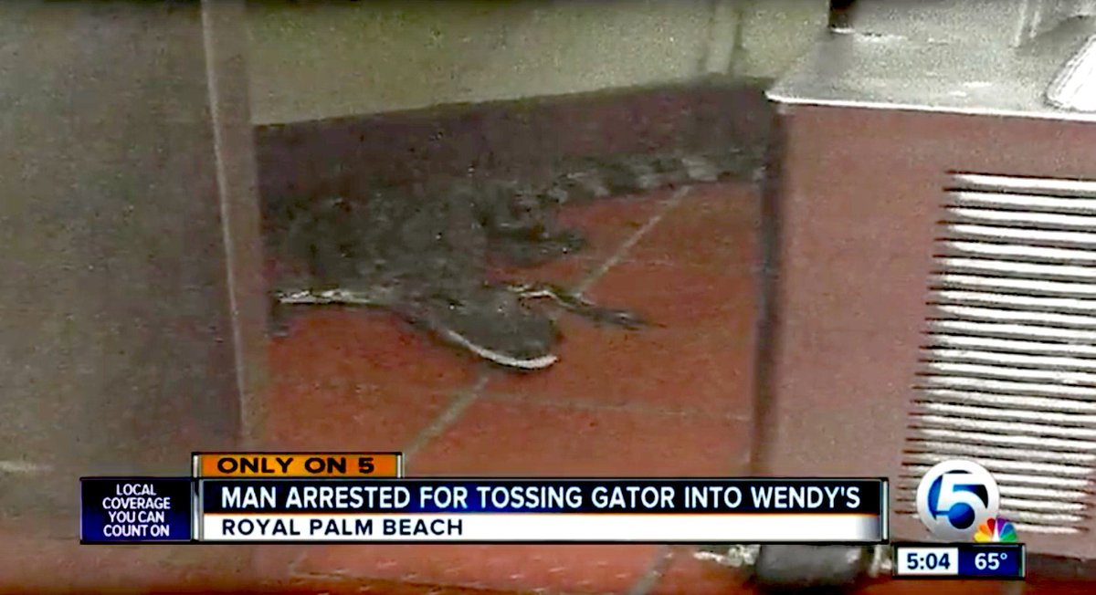 ForTheWin's tweet photo. Some guy in Florida threw an alligator through a Wendy's drive-through window https://t.co/CjvSXpjUgH https://t.co/Y00EK1lCjP