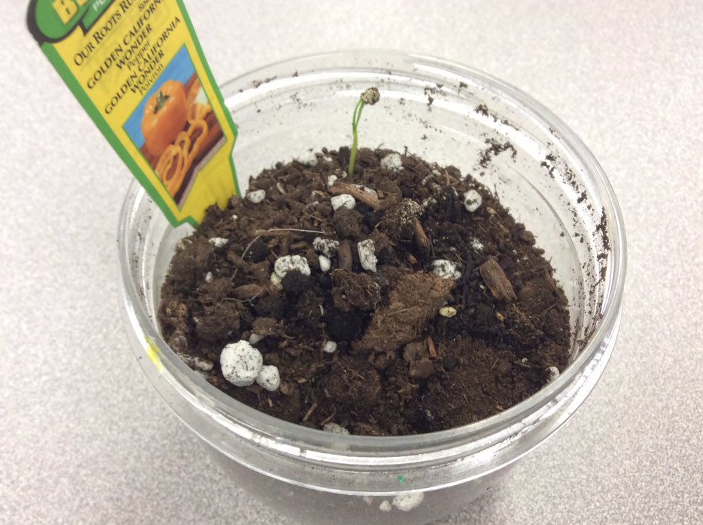 HeidiRex's tweet image. Just when the Ss thought our pepper inquiry ended-our pepper seeds starts to sprout. #happy students #excitingevent