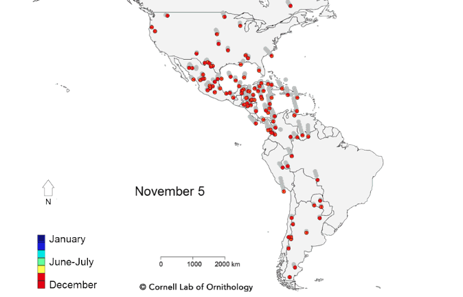 alphacprep's tweet image. A fascinating visualization of the migration patterns of birds in the Western Hemisphere: allaboutbirds.org/mesmerizing-mi…