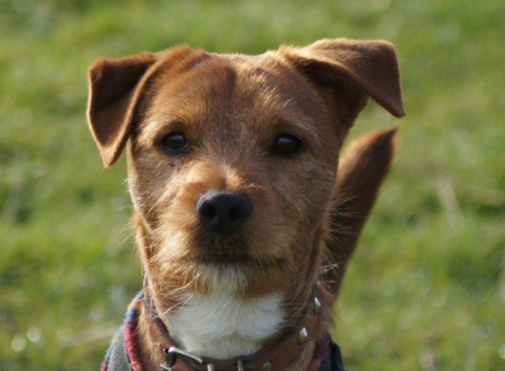 poochpal's tweet photo. Canine IQ test can help dementia research in humans?! https://t.co/ggsKgmYPvs #smartpooch https://t.co/8ccHlO3W5o