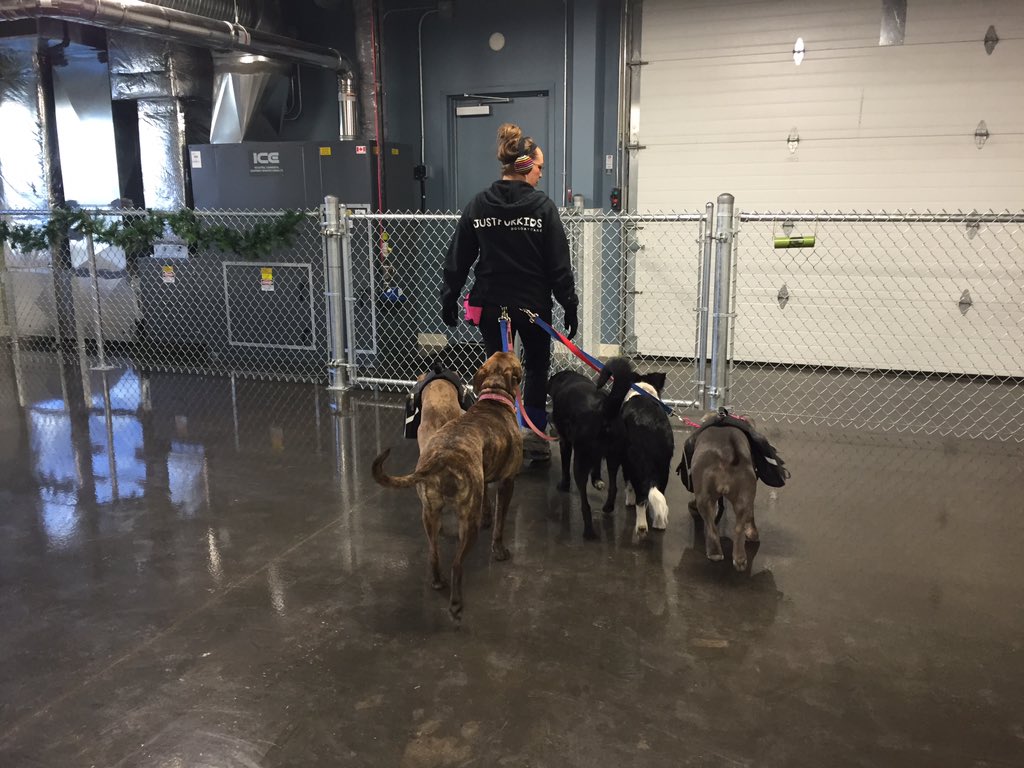 FurKidsDaycare's tweet photo. Have fun big kids!! #packwalking https://t.co/EQ9NQHcZgK