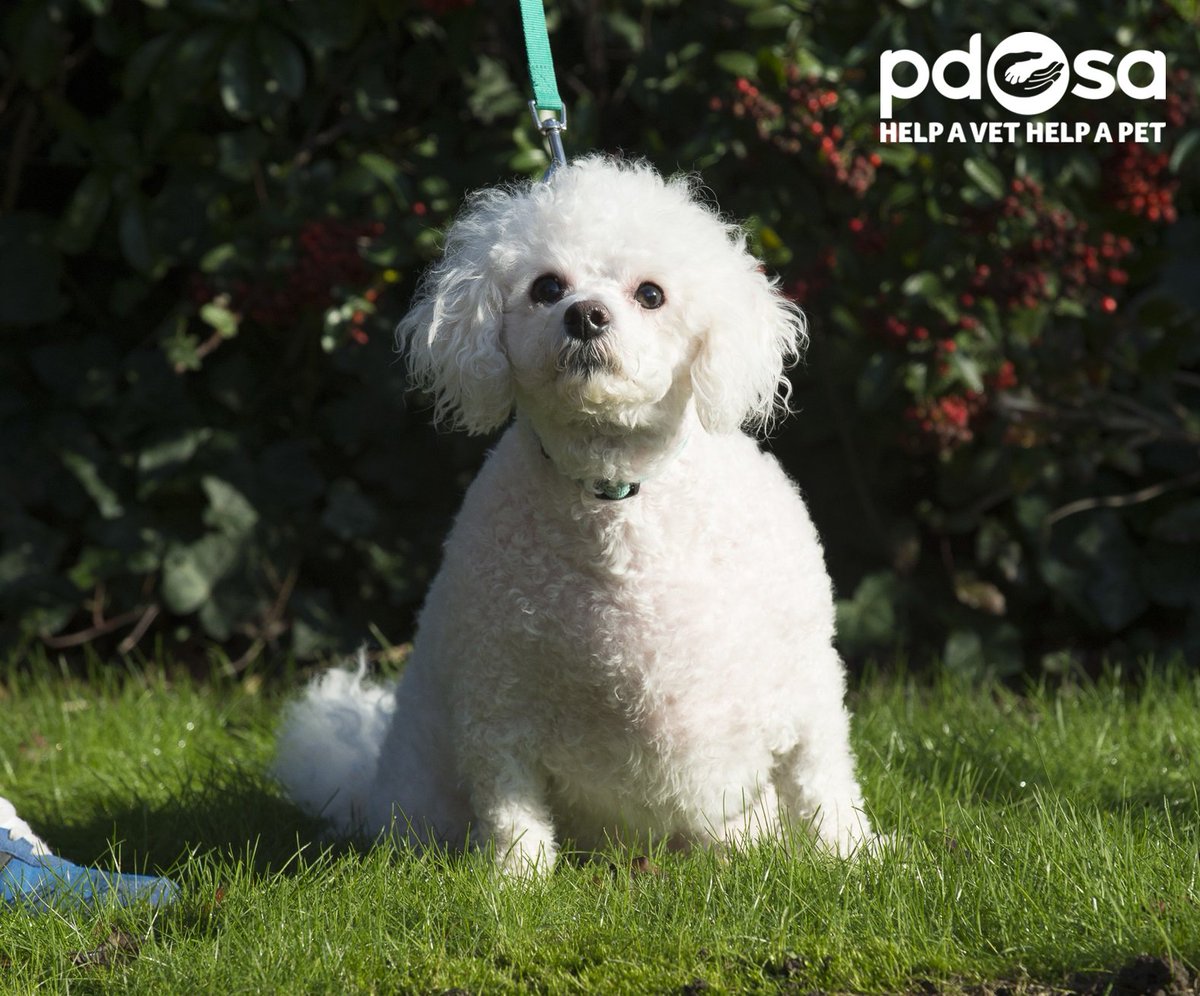 overweight toy poodle