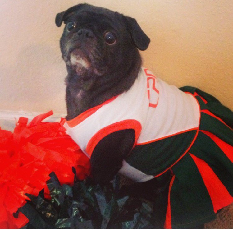 miamiveterinary's tweet photo. Today's Pet of the Game is Pandora! Use #PetsOfUM for a chance to have your pet featured as our next Pet of the Game https://t.co/YCXFL2Tp6B