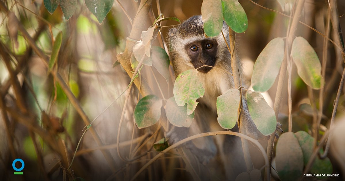 Conservation Intl tweet media