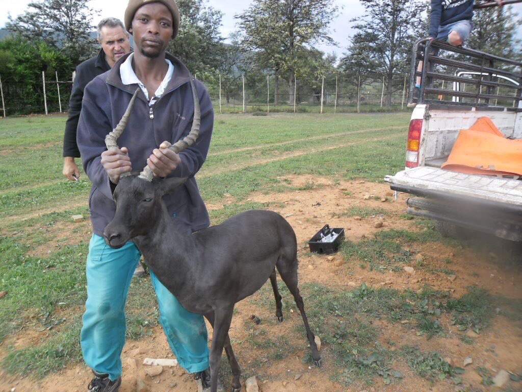 LindcorpGame's tweet photo. FOR SALE Black Impalla Ram. R385K
3 years. Last measured at 22" 05/15. https://t.co/HhNkGS4JDW https://t.co/ijSWFh5Oof