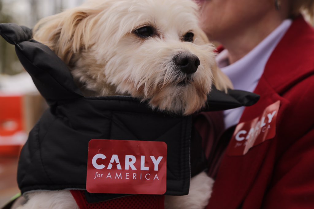 CARLYforAmerica's tweet photo. Even puppies come out to support @CarlyFiorina on Election Day! #JoinTheSurge #fitn #nhpolitics #PuppiesForCarly https://t.co/RVarg5Q0pf
