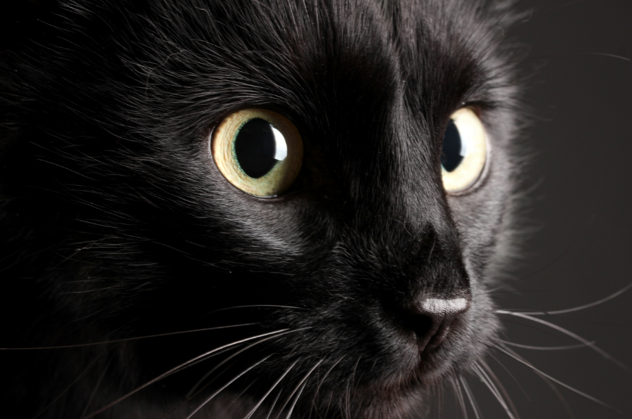 Whiskas_ES's tweet photo. ¿Sabías que en Inglaterra y Australia, los #gatos negros representan buena suerte? Deberíamos aprender de ellos ;) https://t.co/9ZedGVxlEj