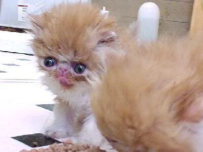 некрасивый котенок. некрасивый котенок. сфинкс кошка морщинистая. некрасивый котенок. некрасивый котенок.