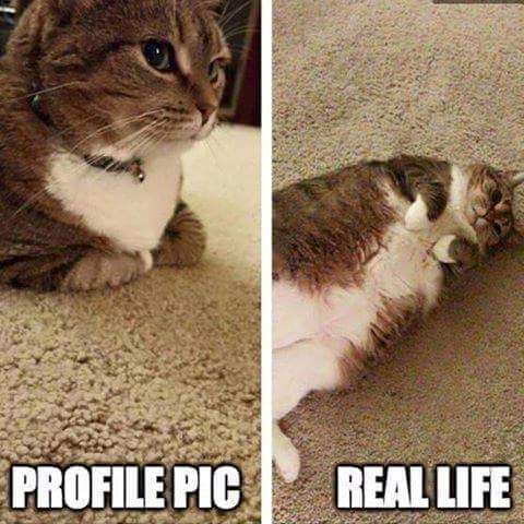 LetiziaOfficial's tweet photo. #LOL #CATS that's the real, babies!!!! @ARCAstudioslive https://t.co/KVntIb3xDl