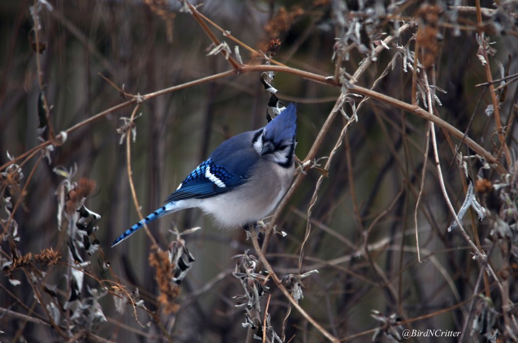 BirdNCritter's tweet photo. BlueJays have melanin (brown) feather pigment; the blue is scattered light through modified feather cells. #CoolFact https://t.co/K9iH9fCrmQ