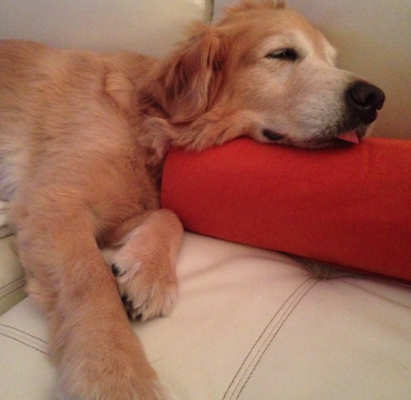 lovedogprod's tweet photo. #TongueoutTuesday Bowie the LoveDog https://t.co/u1KmsblnrI