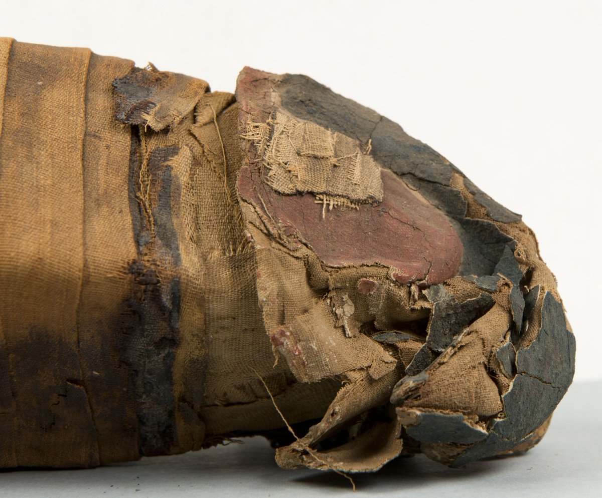 klmbee's tweet photo. Have a look at this recent before &amp; after treatment of an Egyptian ibis mummy   #transformationtuesday #conservation https://t.co/QsrFiN8FTY