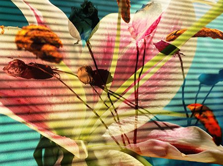 CoEditCollect's tweet image. Learn what inspired @dannyghitis to create "Flowers for Bowie" bit.ly/1TQXSaj #coeditpicks