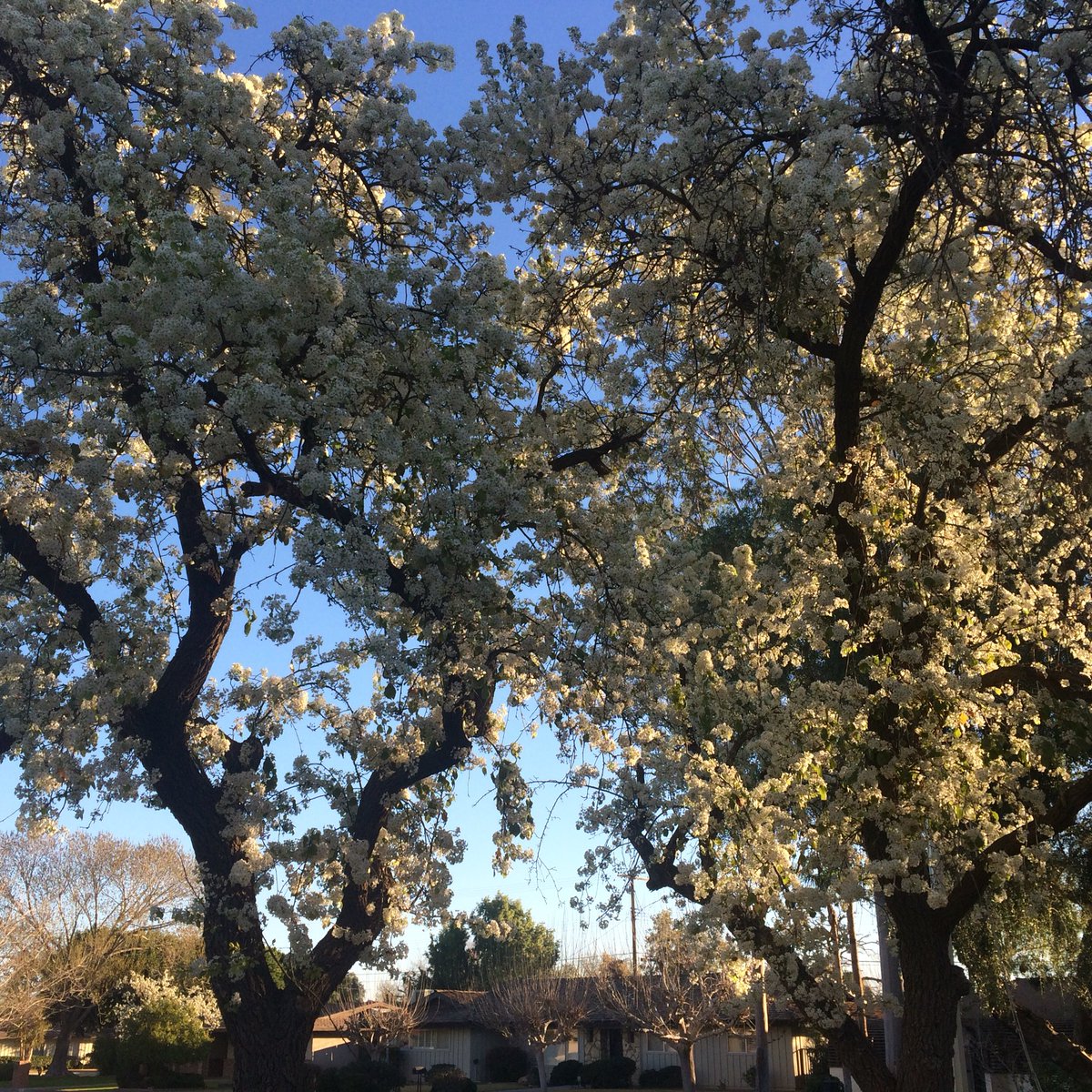 CaseyMarylu's tweet photo. I love these blossoms on my trees in the front yard💚they only look like this in February! #cherryblossom #beesgalore https://t.co/SHOU2KxjeP