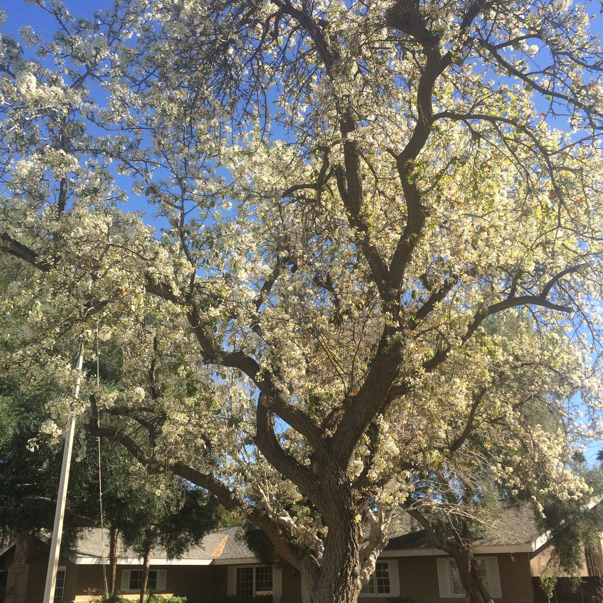 CaseyMarylu's tweet photo. I love these blossoms on my trees in the front yard💚they only look like this in February! #cherryblossom #beesgalore https://t.co/SHOU2KxjeP