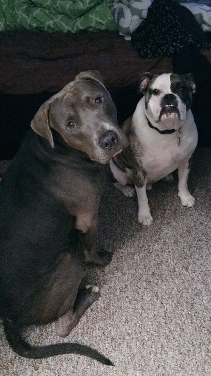 baybarzzzz's tweet image. As excited as I am for New Orleans, I hate leaving my babies #workvacay