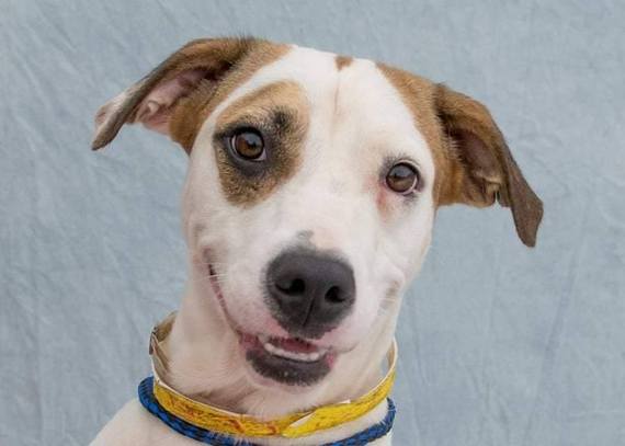 HelainaHovitz's tweet image. What To Expect When You're Fos'Pecting: Finding Love as a Foster Dog Mom huff.to/1WbKmN6 @FosterDogsNYC